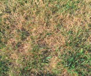 Hello Linda. We have a lawn sprinkler system which was turned on the third week of June. In spite of regular watering since then, the lawn is still fairly brown and has many weeds. Do you have any thoughts? Jim