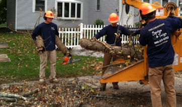 Tree Care, Tree Removal, Tree Pruning, Tree Limbing Services for East Lyme, Niantic, Old Lyme, and Old Saybrook.